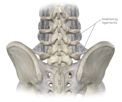 Illustration points to stabilizing ligaments that connect the spine to the pelvis.