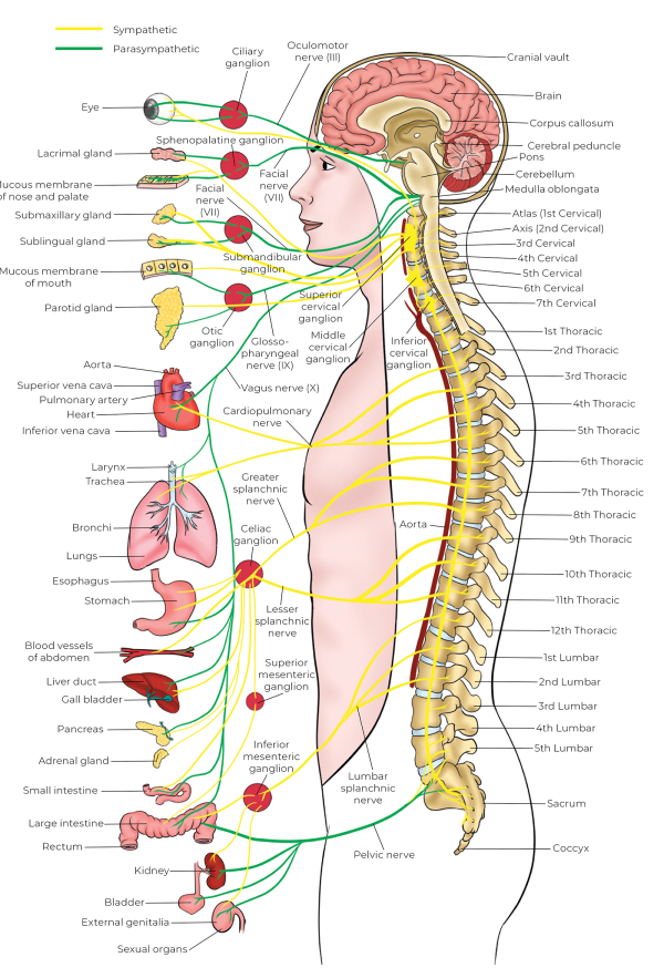 Illustration depicting autonomic nervous system and its visceral connections.