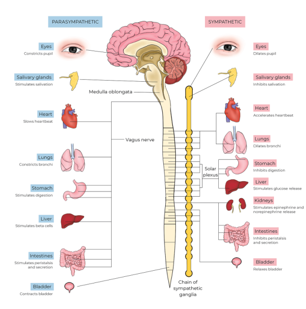 Illustration depicting the parasympathetic system.