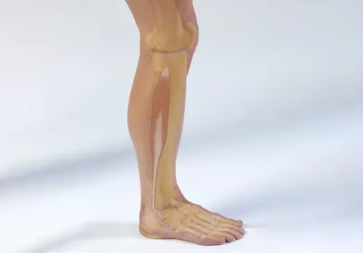 Fibularis longus Anatomy image of fibularis longus