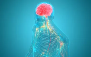 An illustration provides a see-through image of the torso and brain, with some nerves and the brain highlighted.