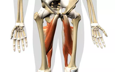 The adductors are highlighted on an illustration of the middle third of the body.