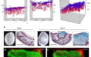 Charts showing fascia fibroblast choreography in injury repair.