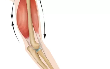 Human anatomy of latissimus dorsi pushing and pulling.