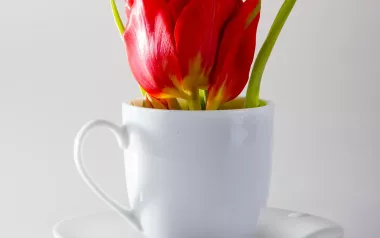 Proteus flower in a teacup.