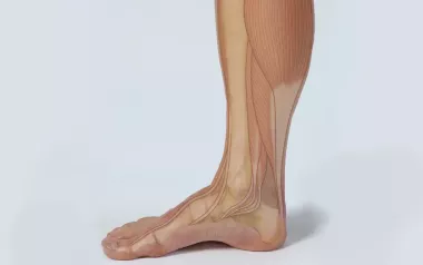 Diagram of a foot with tendons and bones labeled.