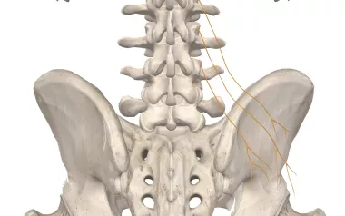 branches of the superior gluteal nerves on a skeleton.