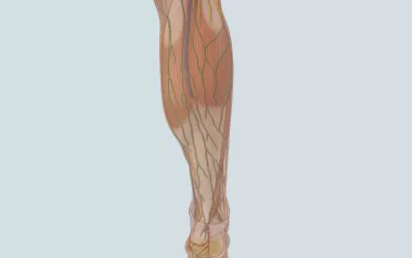 the popliteal fossa muscle in the leg. 