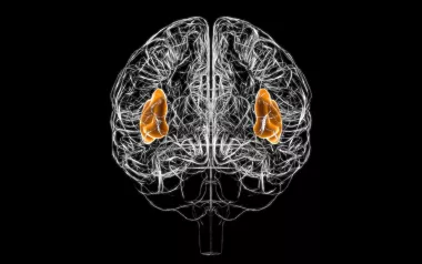 spider web outline of a brain with the left lobes and right lobes highlighted.
