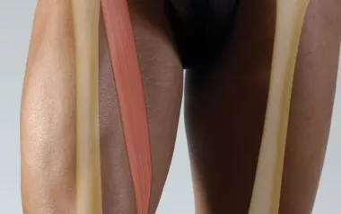 a skeletal diagram of the femur bone, bones of the pelvis, and sartorius muscle overlaid on a male body.