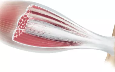 Macroscopic muscle anatomy and muscle tissue.