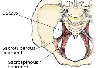 Anatomical image of pelvis and coccyx, bone and ligaments. 