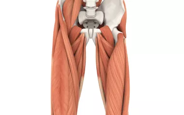 Illustration highlighting the QL and the Psoas muscles.