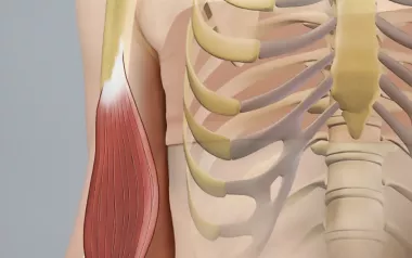 the brachialis muscle highlighted in an illustration. 