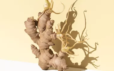 a ginger root plant on a pale yellow background.