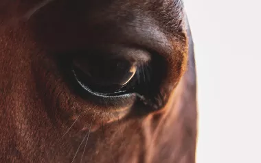 A close-up on a brown horse's eye and face.