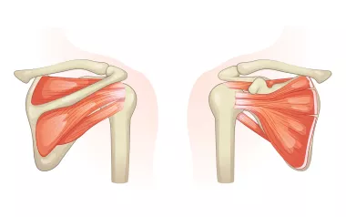 posterior and anterior view of the rotator cuff and shoulder muscles.