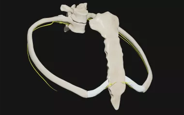 a pair of ribs on a skeleton against a black background.