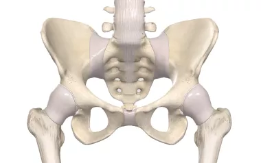 a pelvis bone and sacroiliac joint and ligaments.