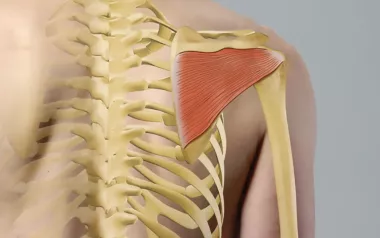 anatomical label showing infraspinatus muscle in the shoulder area.