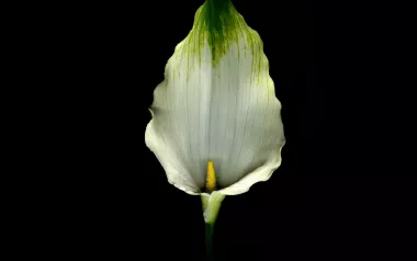a white lily flower against a black background.