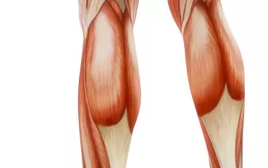 Illustration of the muscles in the posterior legs.