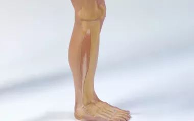 The fibularis longus muscle in the lower leg.