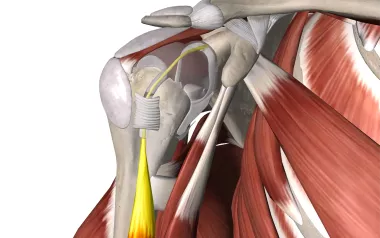 Anatomical display of the biceps tendon attached to the scapula.
