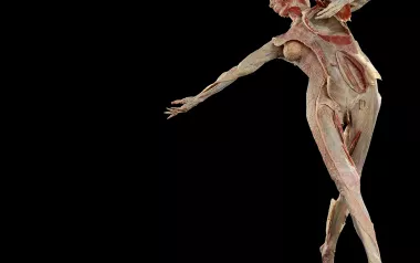 FR:EIA, the world's first fascia-focused plastinate model.