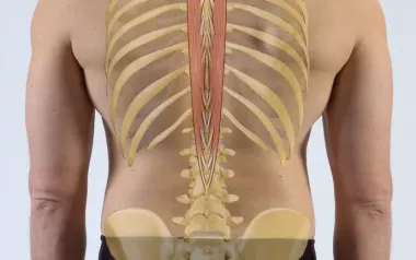 the spinalis muscle along the spine.