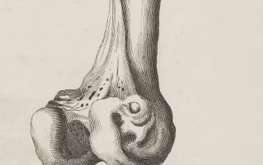 Illustration of femur bone. 