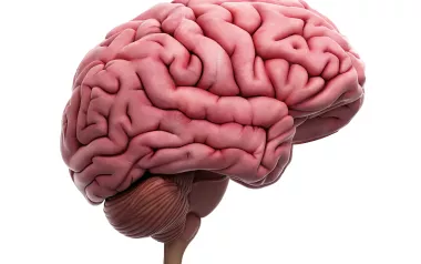 Illustration of human brain. 