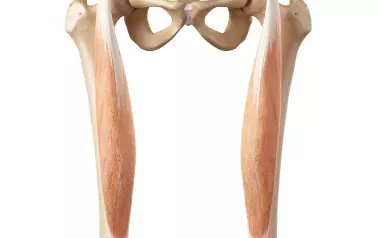 Anatomical diagram of pevlis, femoris, and patella bones.
