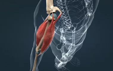Illustration of muscle connecting to bone in the upper arm.