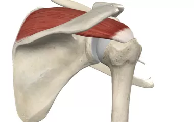 Anatomical diagram of the supraspinatus.
