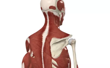 a skeleton with muscles overlayed pointing to the upper trapezius, rhomboids, and serratus anterior anatomy.