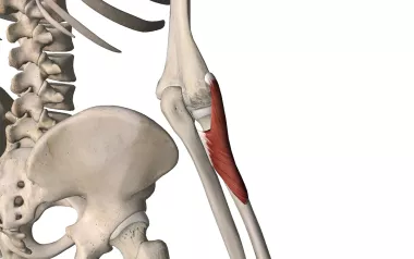 An anatomical diagram of the radius bone.