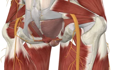 Sciatic nerve in the gluteal region.