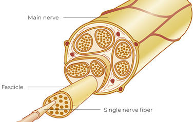 Illustration of a basic nerve structure.