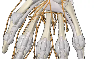 Illustration of a skeletal hand and the nerves around it.