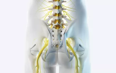 A posterior illustration of the pelvis.