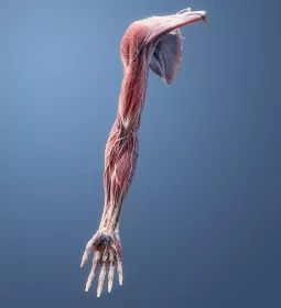 The tendons, muscles, and veins of a right arm and hand are displayed.