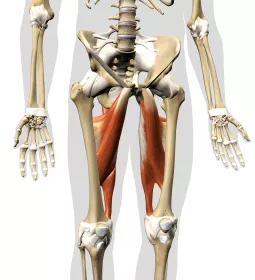 The adductors are highlighted on an illustration of the middle third of the body.