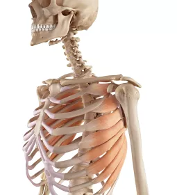 The upper half of a skeletal torso and skull highlighting the serratus anterior.