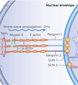 Illustration showing the cellular level of the nucleus and plasma membrane.