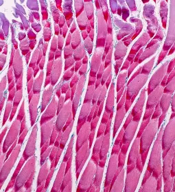 Microscopic view of human muscle tissue.