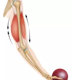 Human anatomy of latissimus dorsi pushing and pulling.