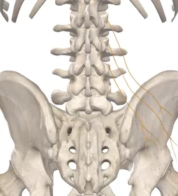 branches of the superior gluteal nerves on a skeleton.