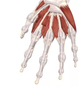 anatomical diagram of the hand bones, annular and cruciate pulleys of the fingers.