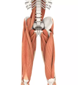 Illustration highlighting the QL and the Psoas muscles.